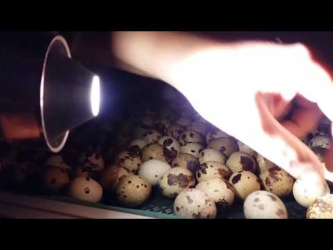 Hogyan lehet gyertyákat készíteni a férgekből
