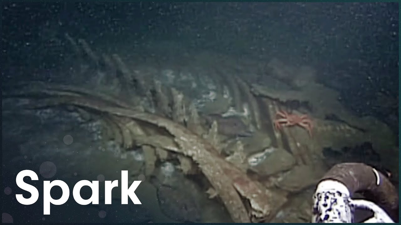 The Creepiest Things At The Bottom Of The Ocean
