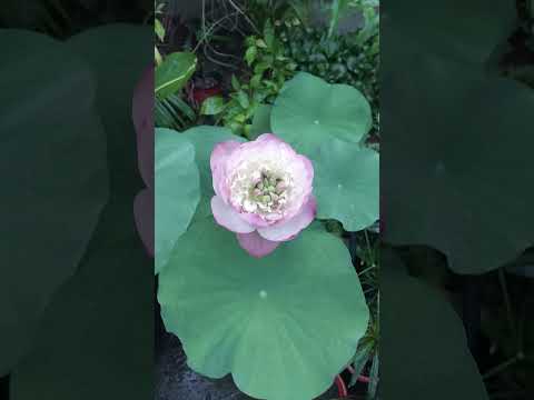 lotus  flower #shorts #flowers