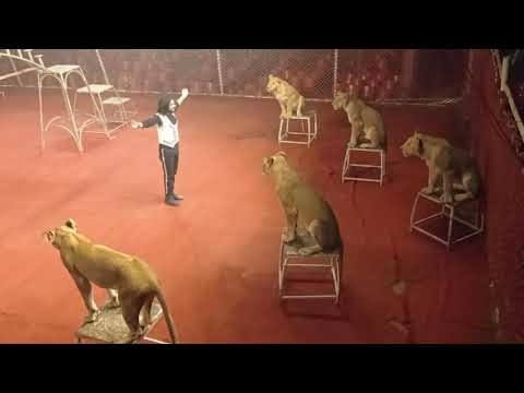 Lucky Irani circus k lion's ring master Bilal Hussain
