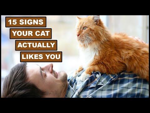 15 Surprising Signs Your Cat Actually Likes You | Animal Globe