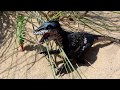 Little Einstein Dinosaur Mission