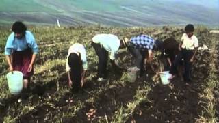 Musiciens Tziganes de Roumanie (extrait)