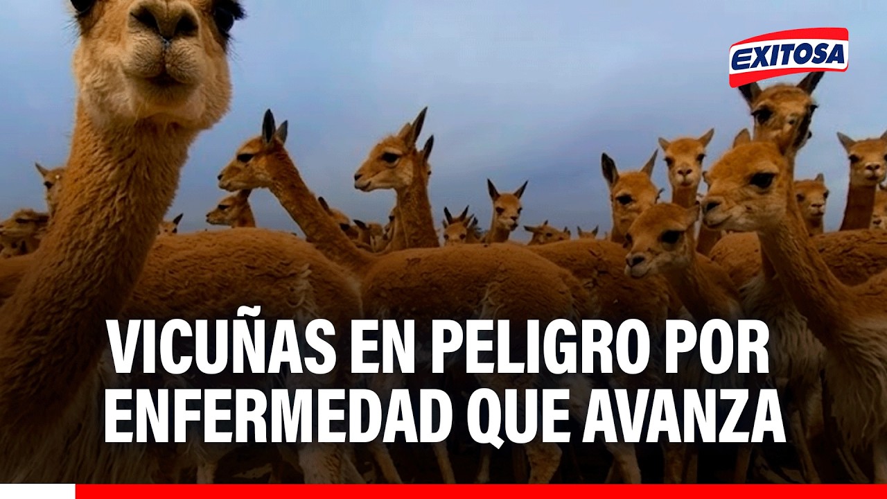 🔴🔵 Vicuñas en peligro por extraña enfermedad: Criadores piden que se declare emergencia sanitaria