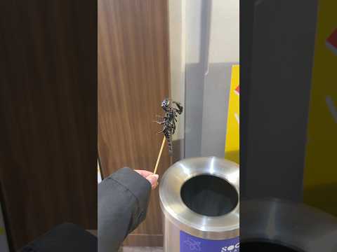 جربت اكل حشرات في تايلند 🔥😱