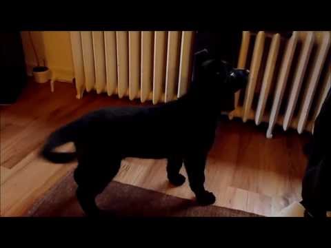 AISAF von Pike´s Spirit_10 Wochen.mp4