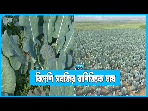 বাড়ছে বিদেশি সবজির বাণিজ্যিক চাষ
