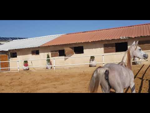 نسمة المشايخ بنت الفحل العالمي نسيم الراشدية ابن الفحل الأسطورة العديد الشقب BY NASEEM AL RASHEDIAH