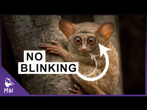 Tarsier - The Alien Primate