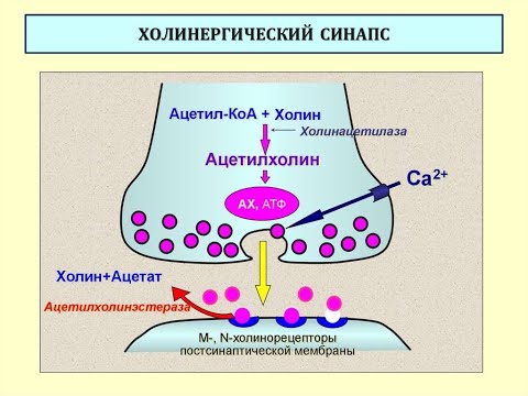 1 №11 ХОЛИНЕРГИЧЕСКИЙ СИНАПС