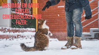 OBESIDADE EM GATOS: CAUSAS, CONSEQUNCIAS E O QUE FAZER.