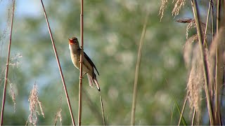 Download lagu An exuberant marsh warbler (Acrocephalus palustris) mp3
