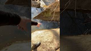 Download lagu Dead head found in creek! #deers #nature #deadhead #hunting mp3