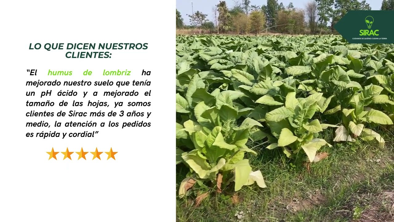 Uso del humus de lombriz - Tabaco