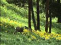 Documentary Nature - The Last Grizzly of Paradise Valley