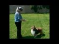 Conformation Dog Training Professional Handler