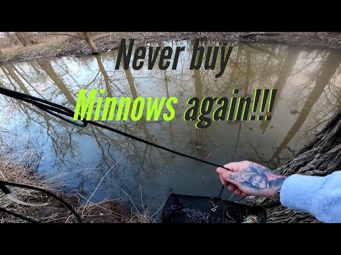 Minnow Trapping 101: Catch More Fish with These Expert Tips and Tricks