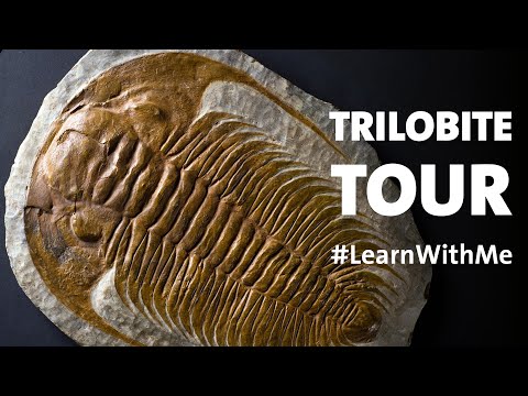Take a Trilobites Tour! #LearnWithMe