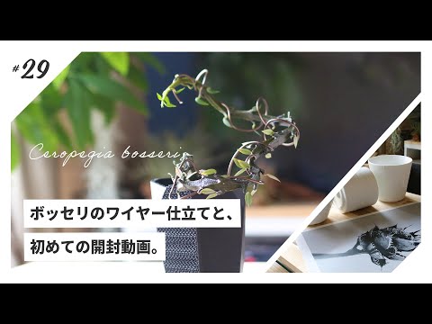 園芸 スタペリア形のセロペギア
