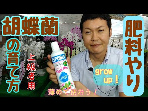 蘭の施肥:正しいやり方 トピックス