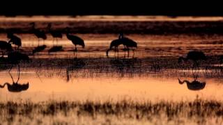 Sandhill Cranes Foraging Reflection in Golden Sunrise