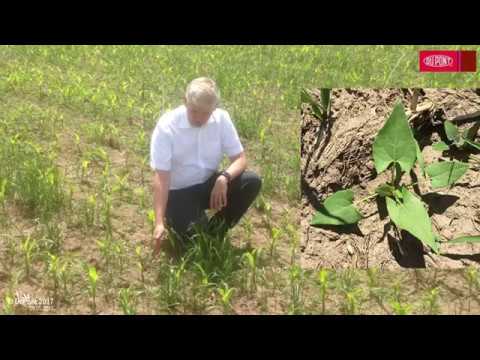 Mais-Herbizid-Versuch