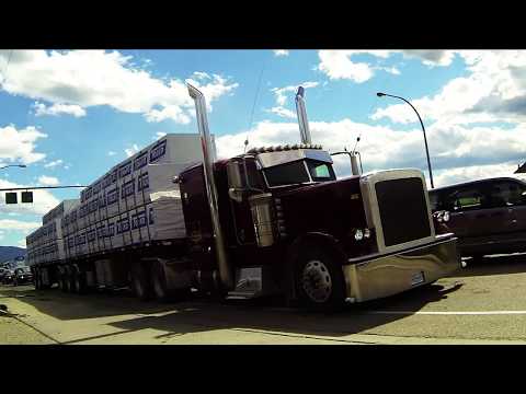 PETERBILT TRUCKS #2 -- Peterbilt's Hauling Lumber, Wood Chips, Gravel, Logs & Bulk Cargo