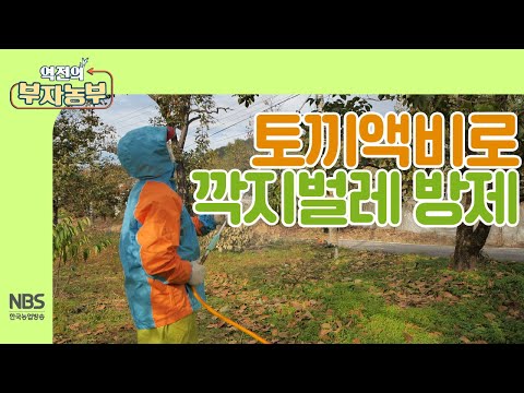 , title : '[역전의부자농부 221회] 감나무를 괴롭히는 깍지벌레, 토끼액비로 방제 완료!'