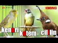 MASTERAN KOMBINASI KAPAS TEMBAK KENARI CILILIN AUDIO SUPER HD