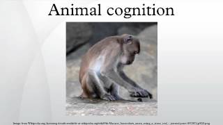 Animal cognition