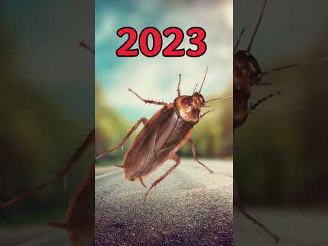 Thumbnail for 2023 Cockroach vs 5000 bce Cockroach
