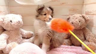 シェットランドシープドッグの動画01