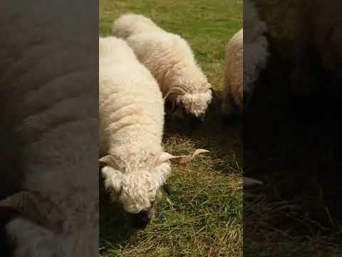 4 Valais Blacknose breeding Ewe's 1 lamb for sale - Image 2