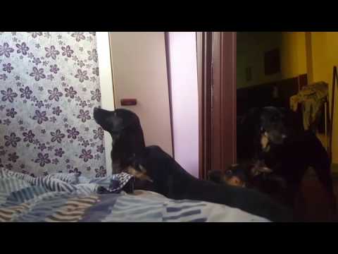 4 perras vs una mosca !! Equipo S.W.A.T