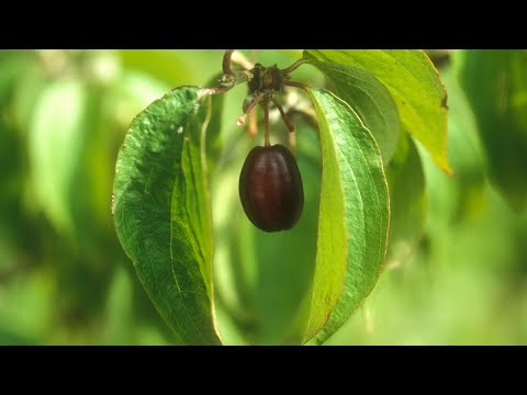 Kornelkirsche, ein leckeres Wildobst