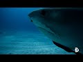 Don T Ever Do This If You See Sharks In The Water