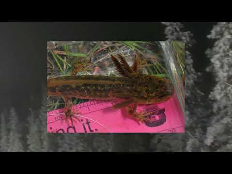 データハウンド: 秘密主義のサンショウウオの表面活動を見つけようとする