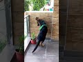 German Shepherd Puppy 5 Months Old Puppy