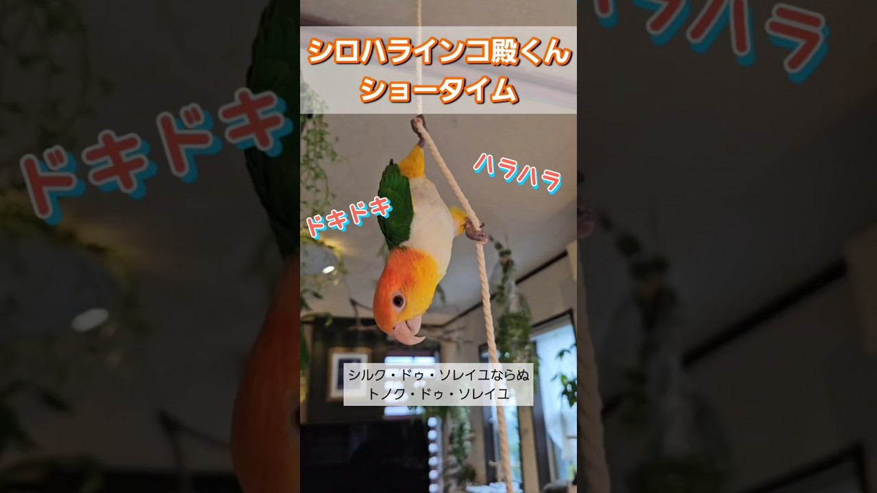 シロハラインコショータイム #shorts #bird #シロハラインコ