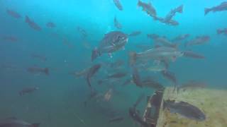 preview picture of video 'A Morning Dive at Gilboa Quarry - GoPro HD Hero Black 3+'