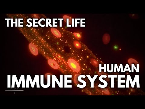 The Secret Life of Your Immune System | Sleepy Science Stories