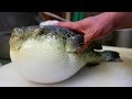 Japanese Street Food - LIVE FUGU PUFFERFISH Puffer Fish Japan