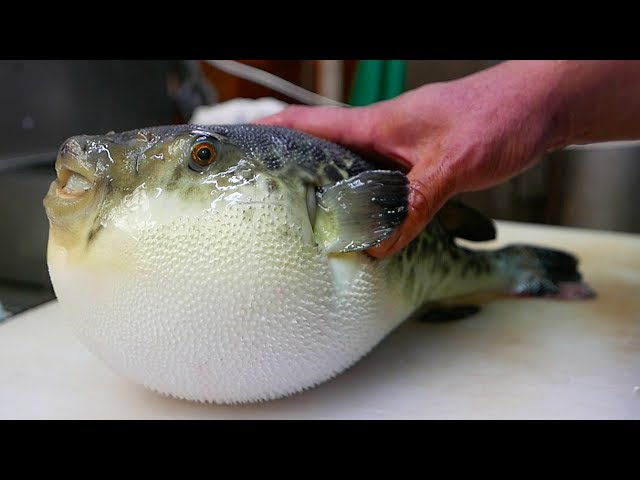 Видео Произношение fugu в Английский