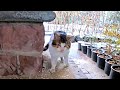 A Stray Homeless Cat That Was Injured In A Fight With Another Cat Ramoon And Cats