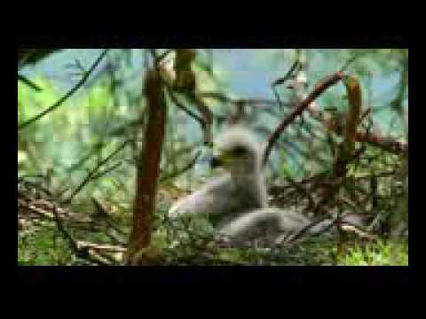 NOVOS HINOS HINÁRIO 5 CCB - PAMELA HELEN, NOEMNY DE CAMARGO E JONAS BENICHIO HINOS CCB HINÁRIO 5