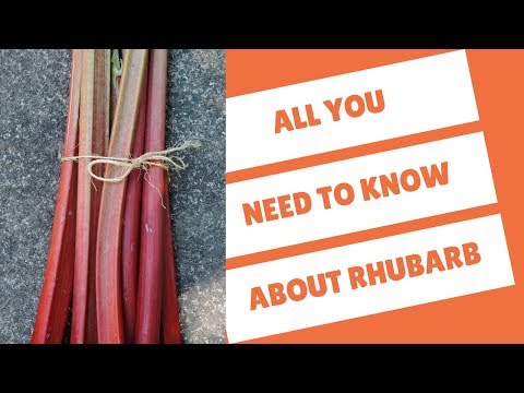 download lagu mp3 mp4 Rhubarb Taste, download lagu Rhubarb Taste gratis, unduh video klip Rhubarb Taste