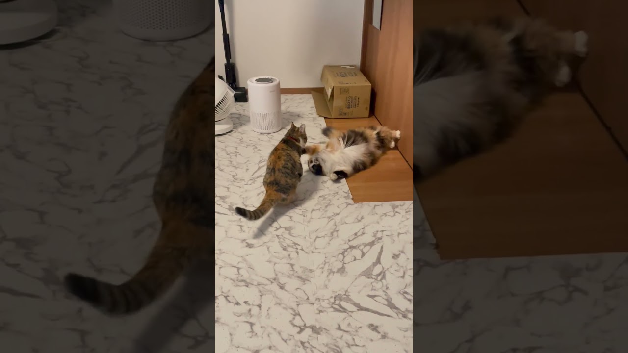 #猫動画 #cat #ねこ #猫 #ネコ #癒される #保護猫 #三毛猫 #かわいい #かわいい猫 #ねこのいる生活 #ねこのいる暮らし #ねこのきもち