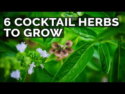 8 Basil Varieties You Might Not Know About