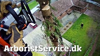 preview picture of video 'Skinny fir tree removal - Tree climbing Arborist - Topkapning af gran i Odense S - Træfældning'