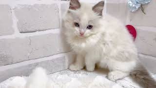 ラグドールの動画01